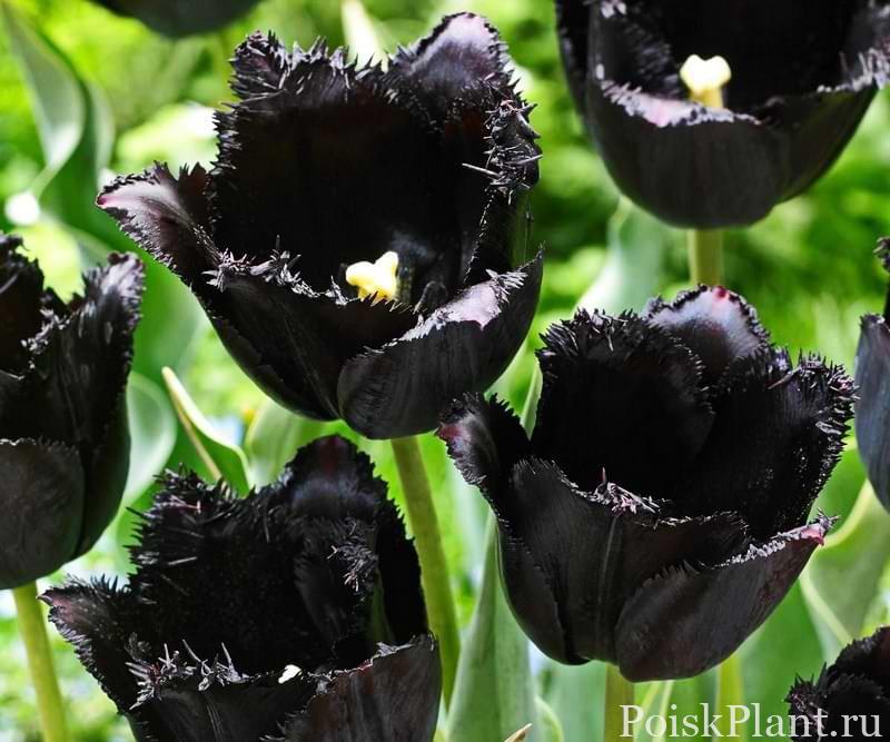 Тюльпан бахромчатый Black