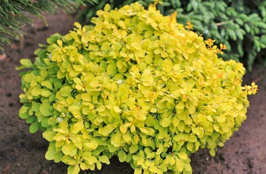 Барбарис тунберга "Tiny Gold"