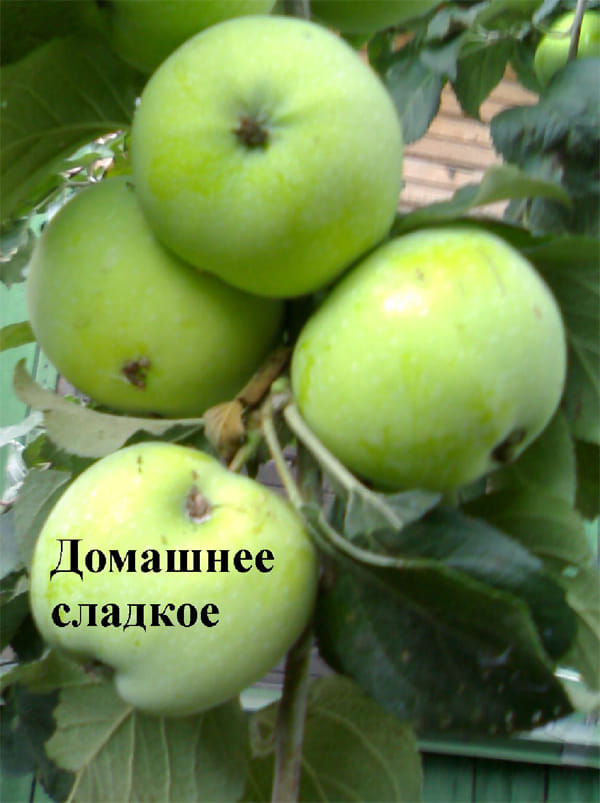 Яблоня Домашнее сладкое