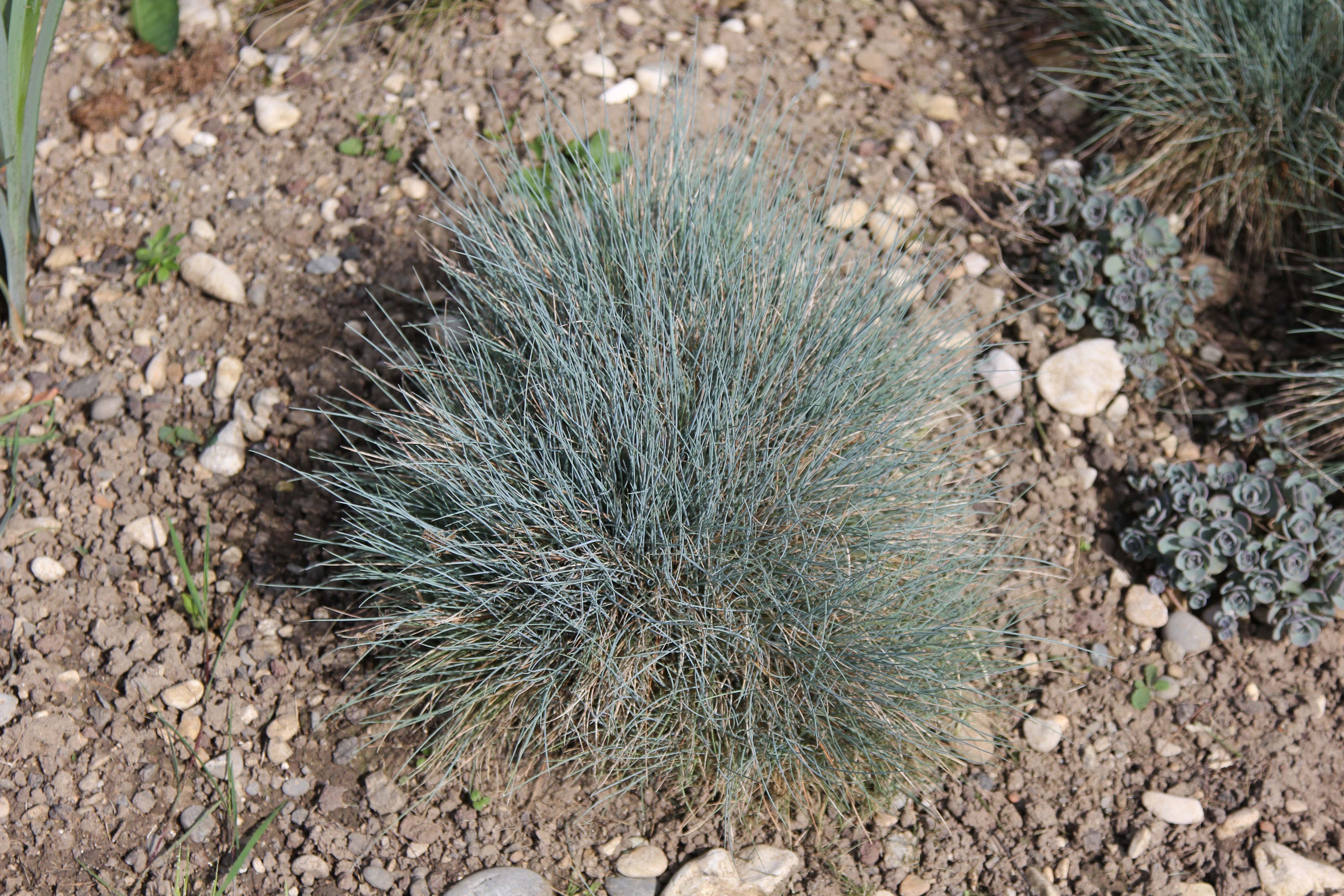 Овсяница сизая (Festuca glauca Azurit)
