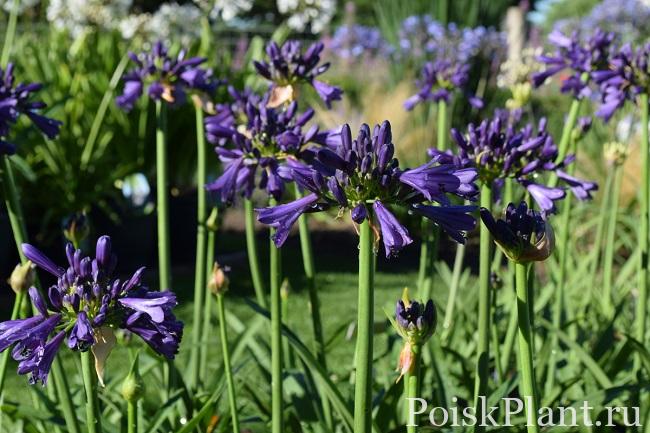 Агапантус африканский Purple Delight