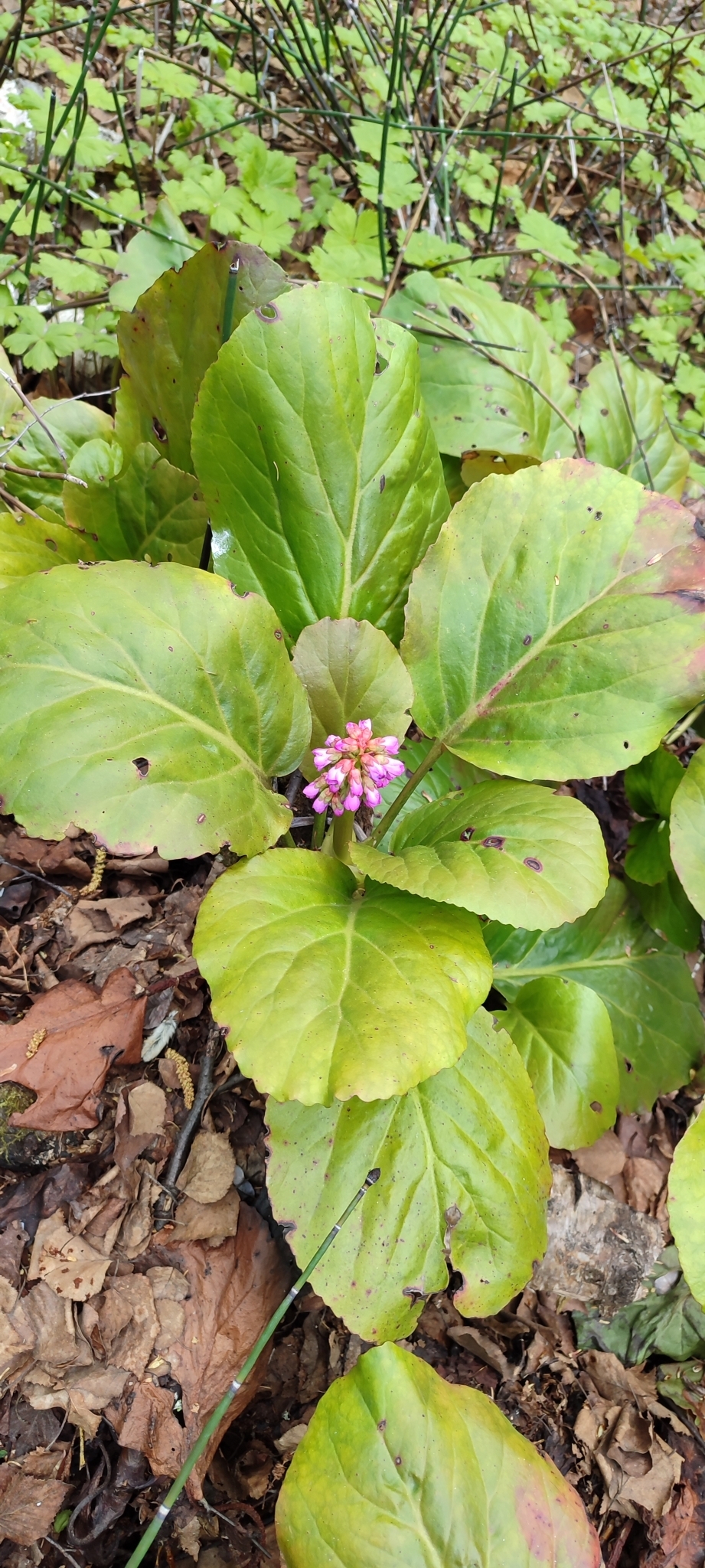 international backfill (iNaturalist): Bergenia