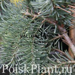 Ель обыкновенная Inversa Viridis Dablice