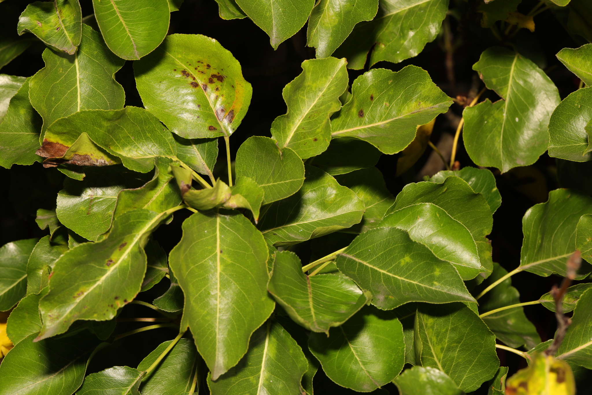 international backfill (iNaturalist): Pyrus communis