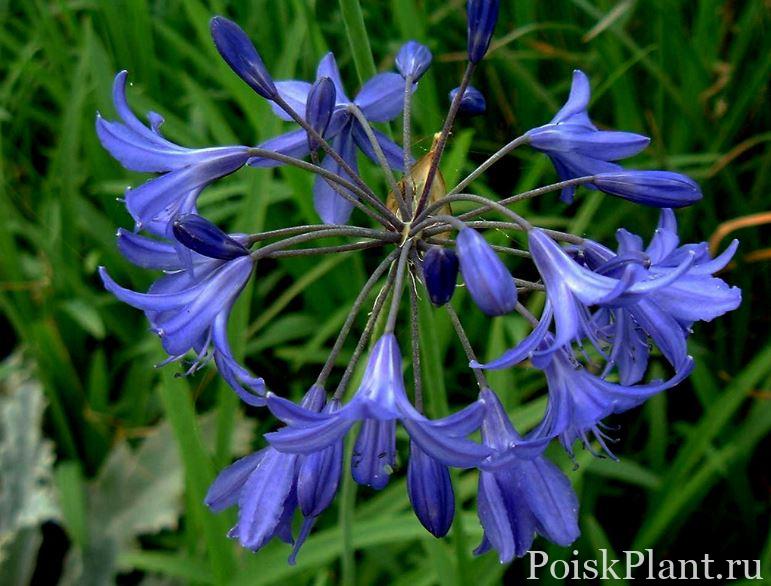 Агапантус африканский Royal Blue