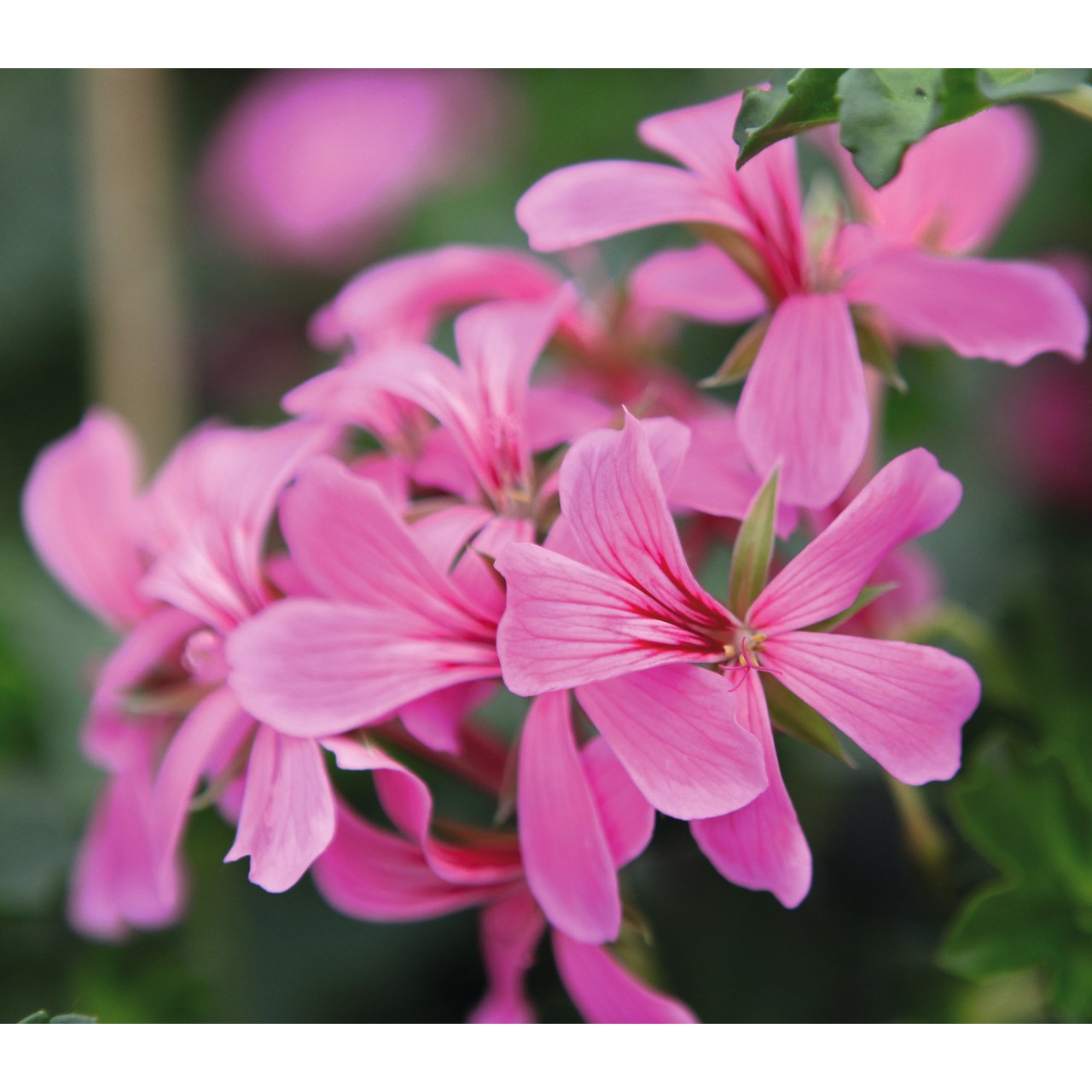 Пеларгония Classic Single Decora Pink