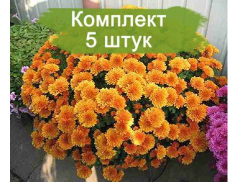 Хризантема Молфетта Оранж