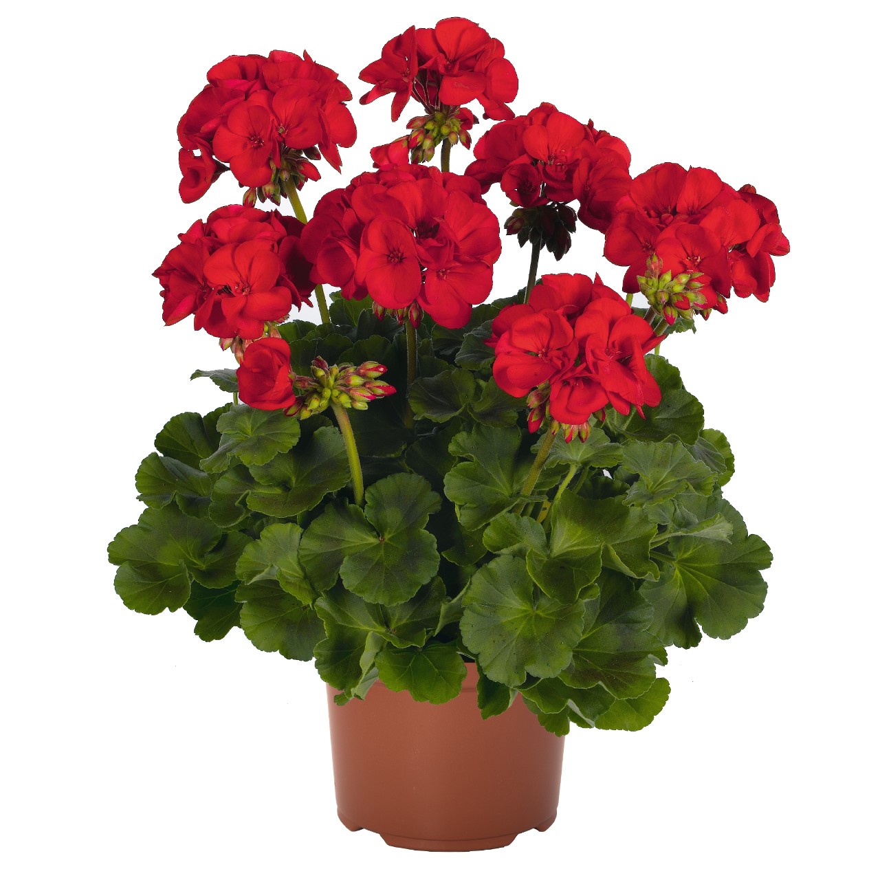 Пеларгония Survivor Idols Dark Red