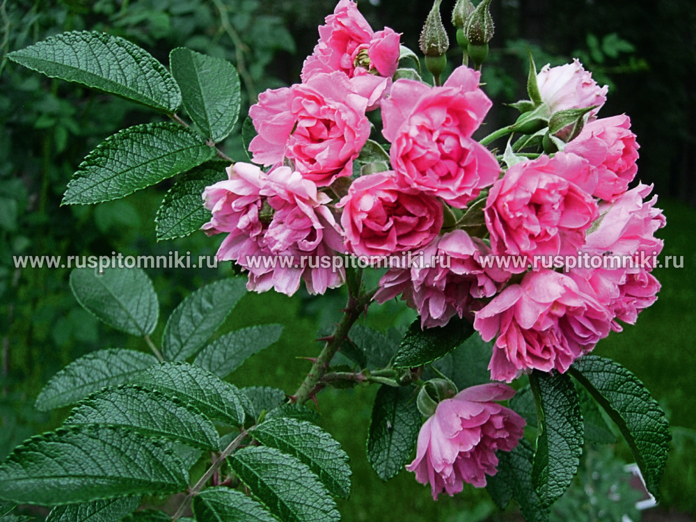 Современные кустарниковые розы Pink Grotendorst’. HRg.