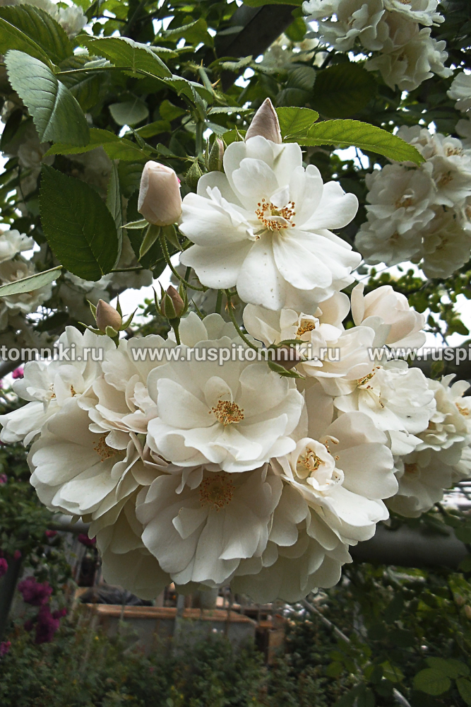 Плетистые мелкоцветковые розы White Mrs Flight’. HMult. = ‘White Flight