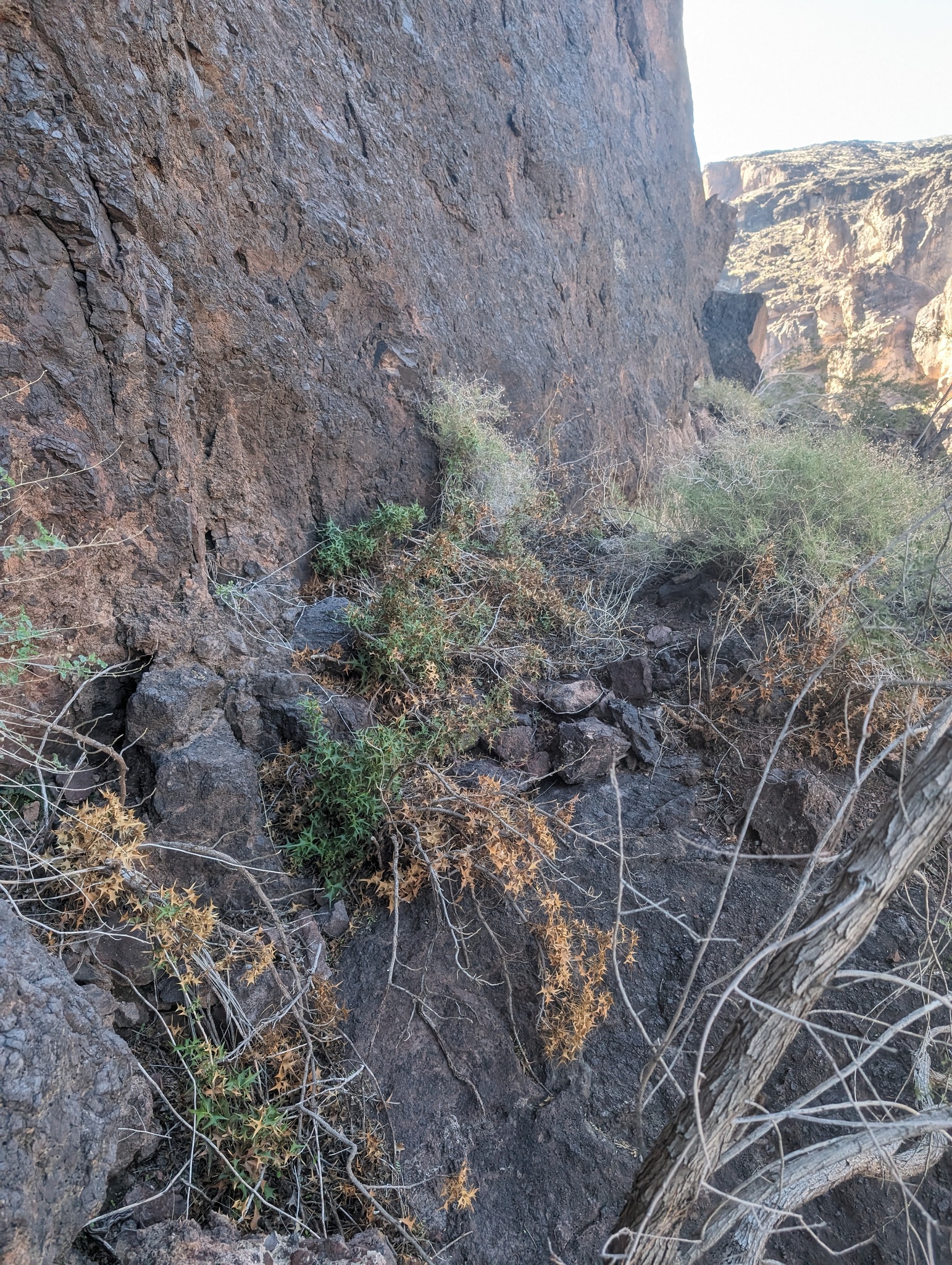 international backfill (iNaturalist): Berberis