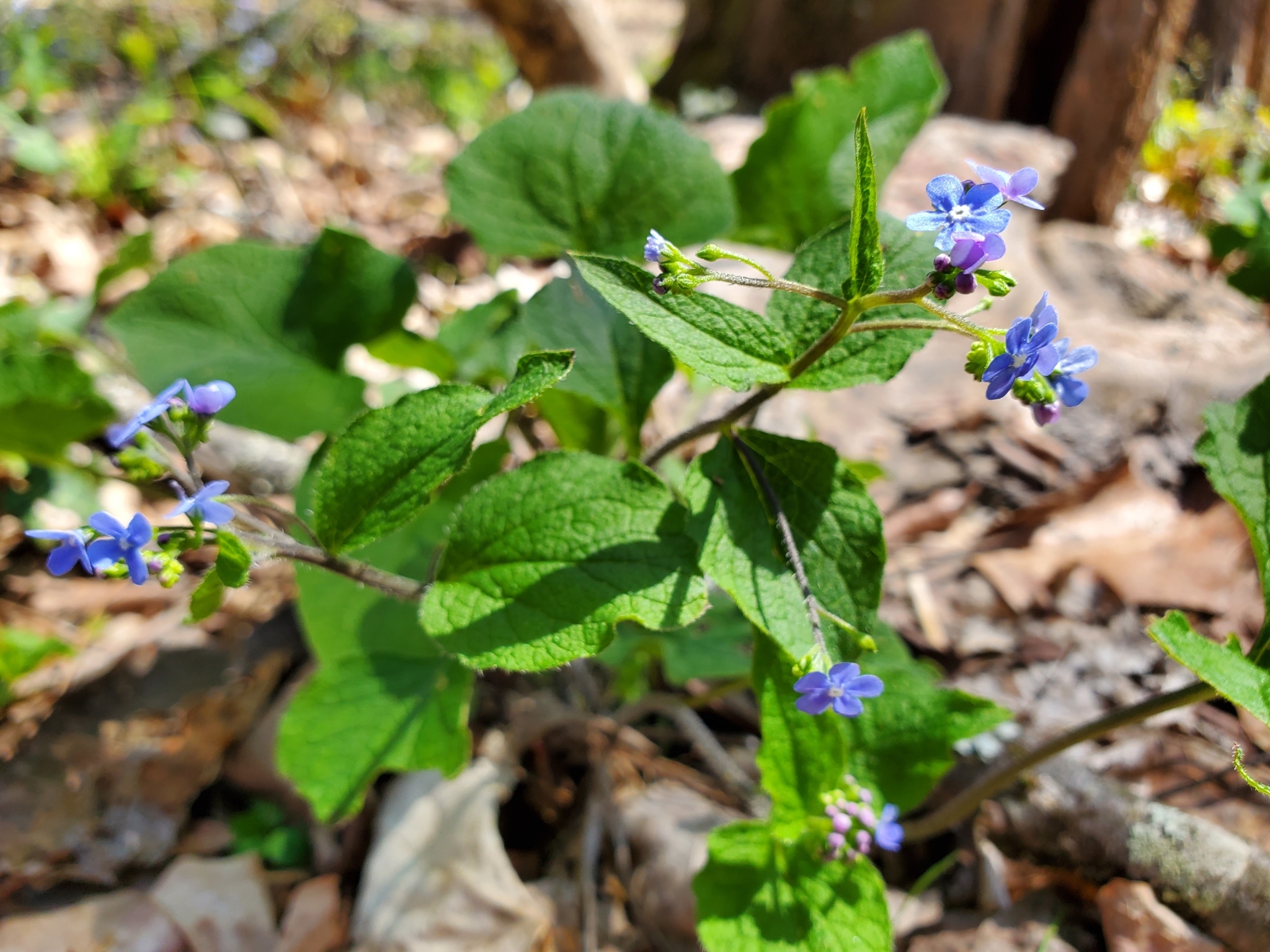 international backfill (iNaturalist): Brunnera