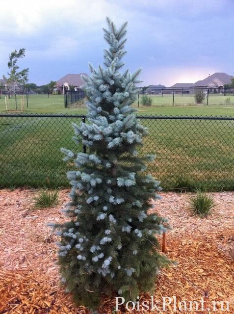 Ель колючая Blue Totem