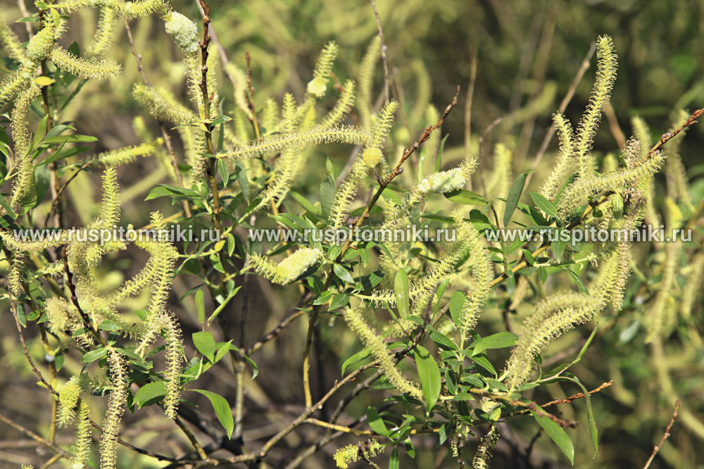 Ива трехтычинковая Salix triandra f. discolor