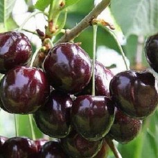 Черешня Ипуть 3-х летнее