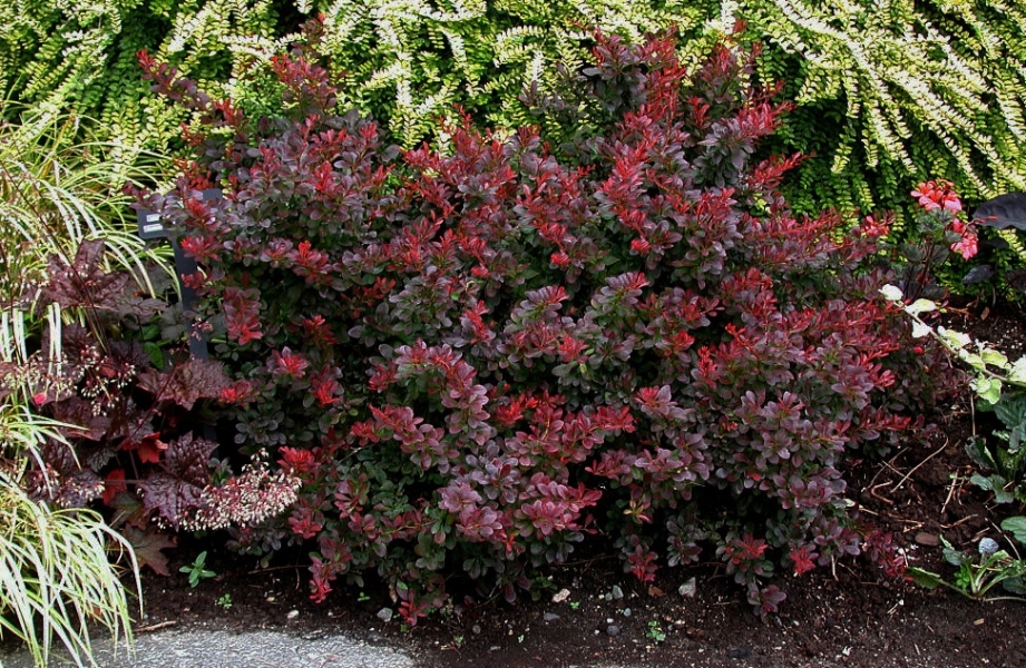 Барбарис Тунберга ATROPURPUREA NANA C-2