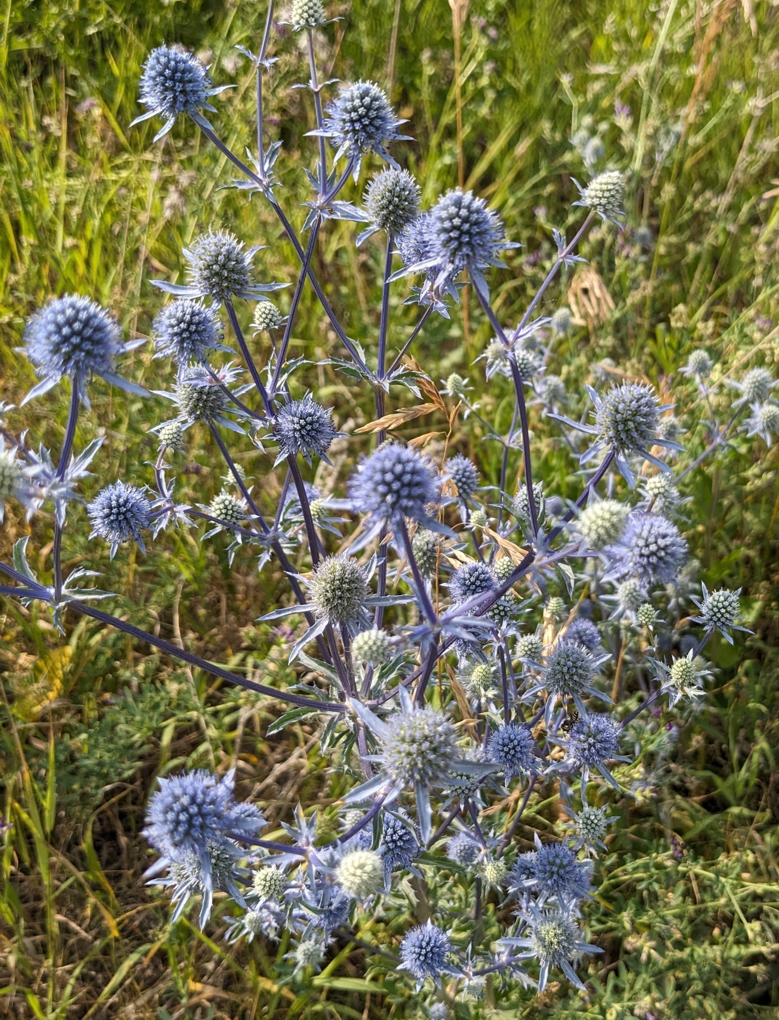 international backfill (iNaturalist): Eryngium planum