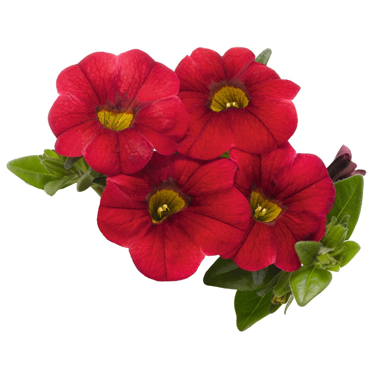 Калибрахоа Aloha Kona Dark Red