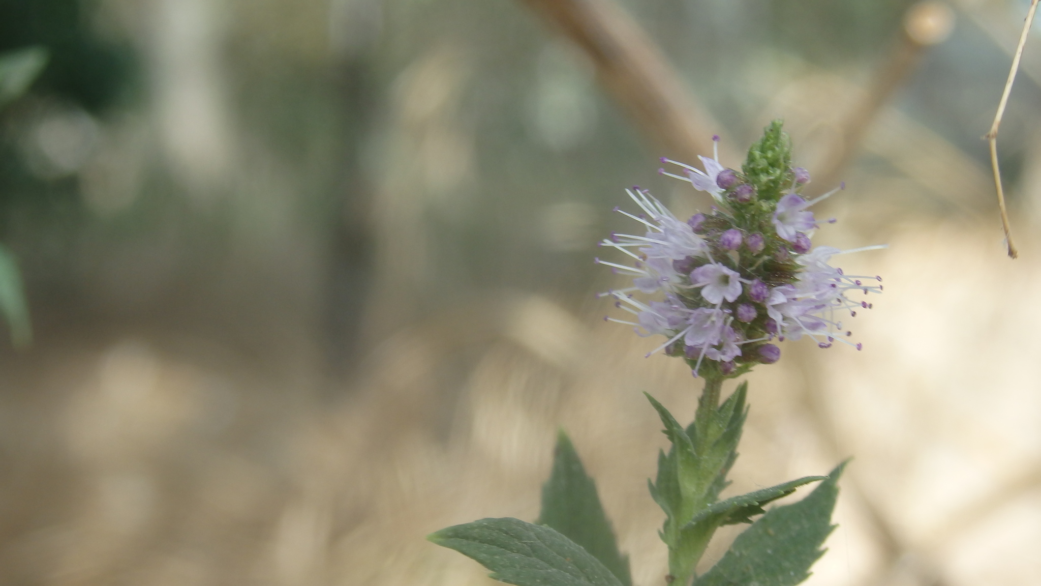 international backfill (iNaturalist): Mentha × piperita