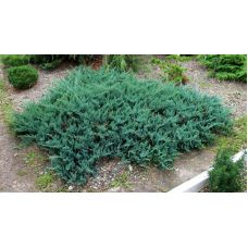 Можжевельник горизонтальный (Juniperus horizontalis Blue Chip)