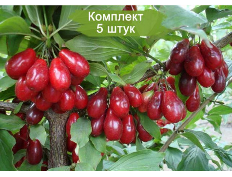 Кизил Артемий