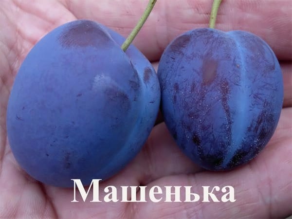 Слива Машенька