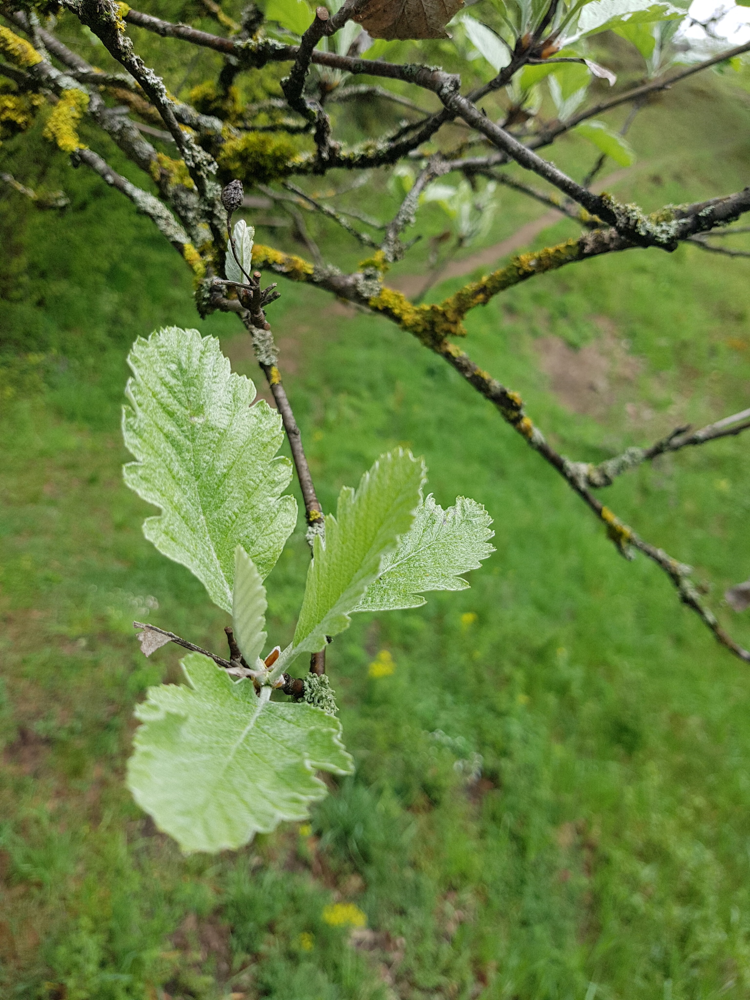 international backfill (iNaturalist): Sorbus