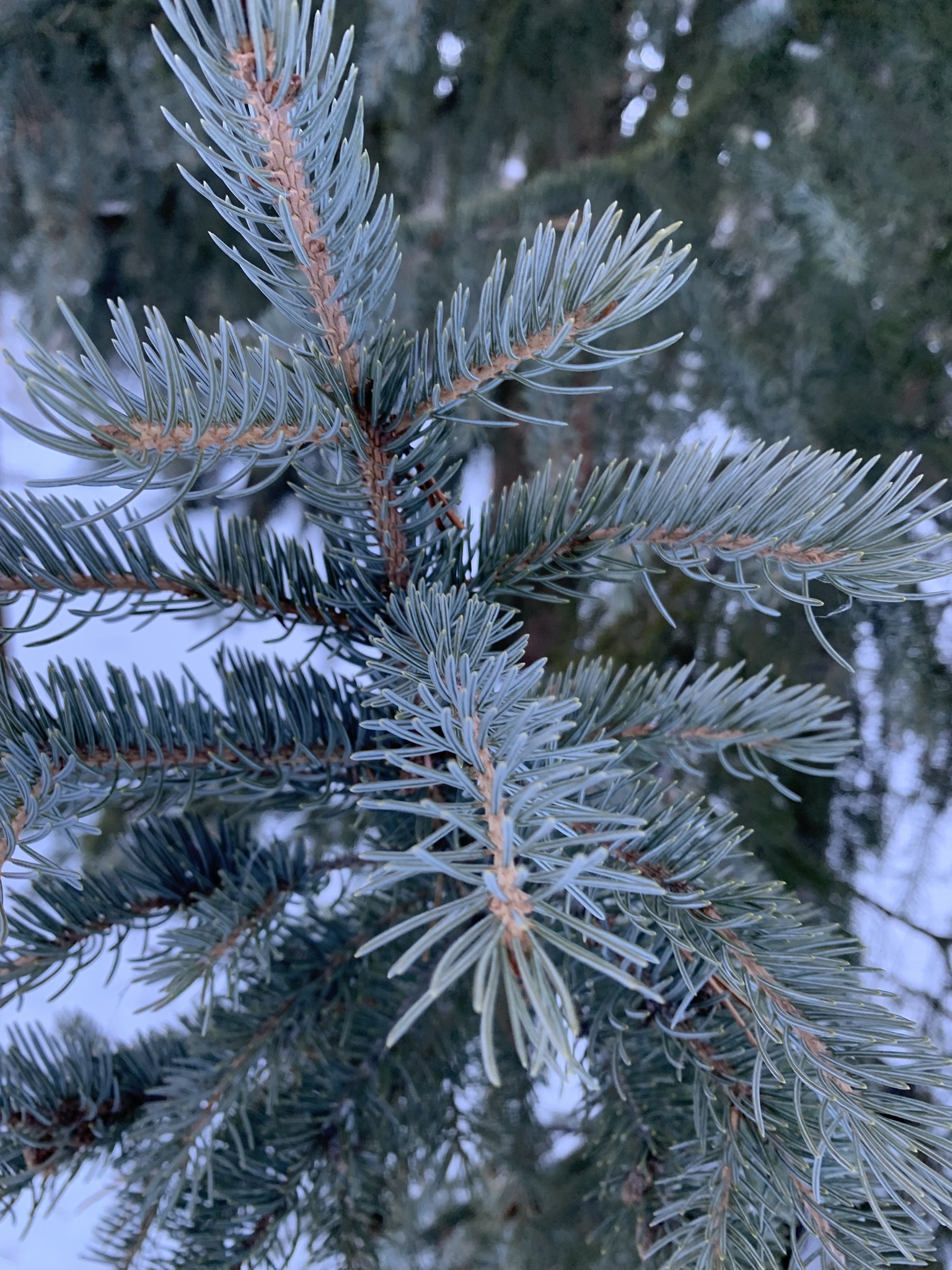 international backfill (iNaturalist): Picea pungens