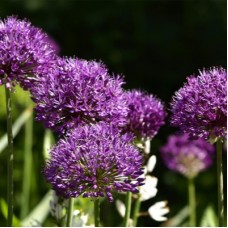 Аллиум/Лук/Черемша гибридный (Allium hybrida Millenium)