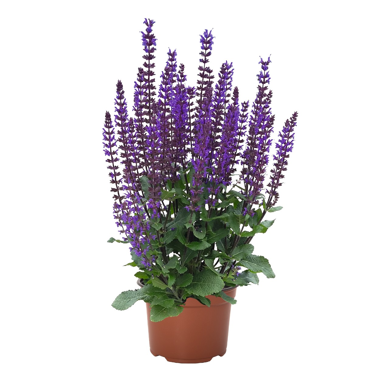 Шалфей Midnight Purple