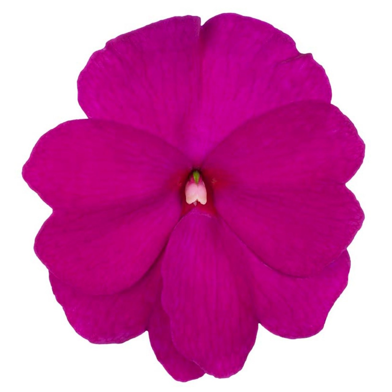 Бальзамин Petticoat Purple