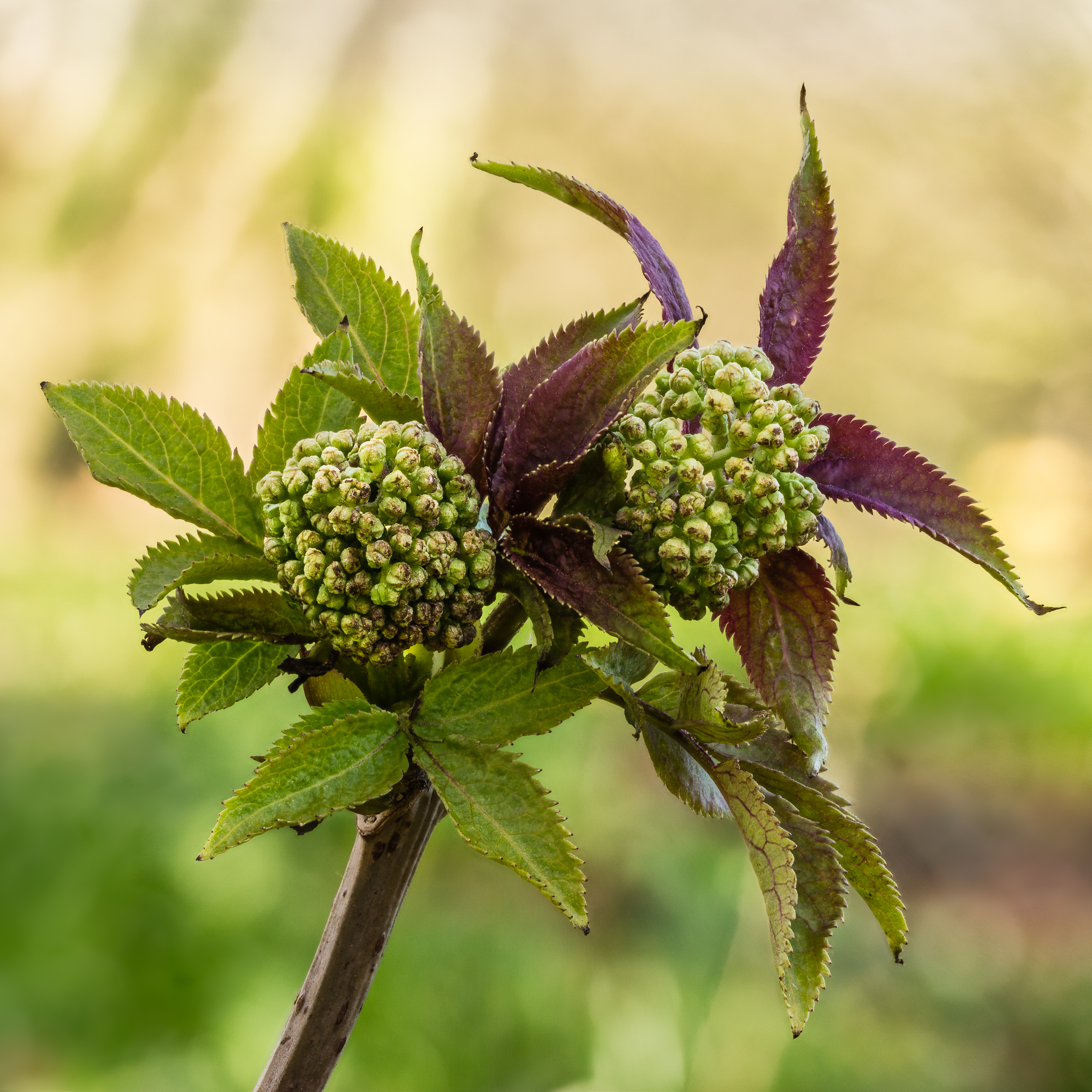 Бузина красная Tenuifolia
