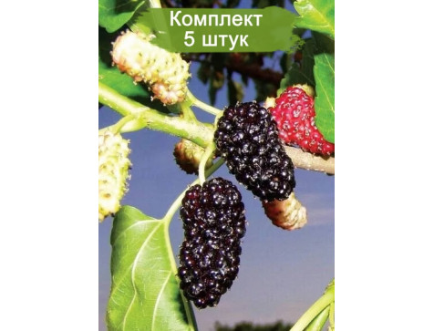 Шелковица Остряковская