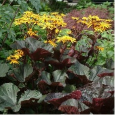 Бузульник (Ligularia Osiris Fantasie)