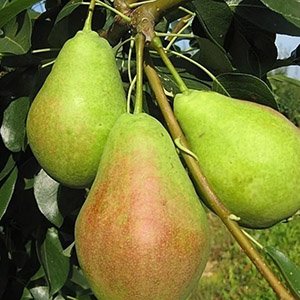 Груша "Аллегро"