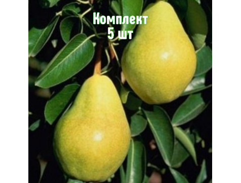 Груша Тютчевская