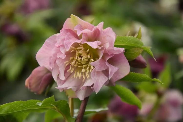 Морозник восточный Double Ellen Pink
