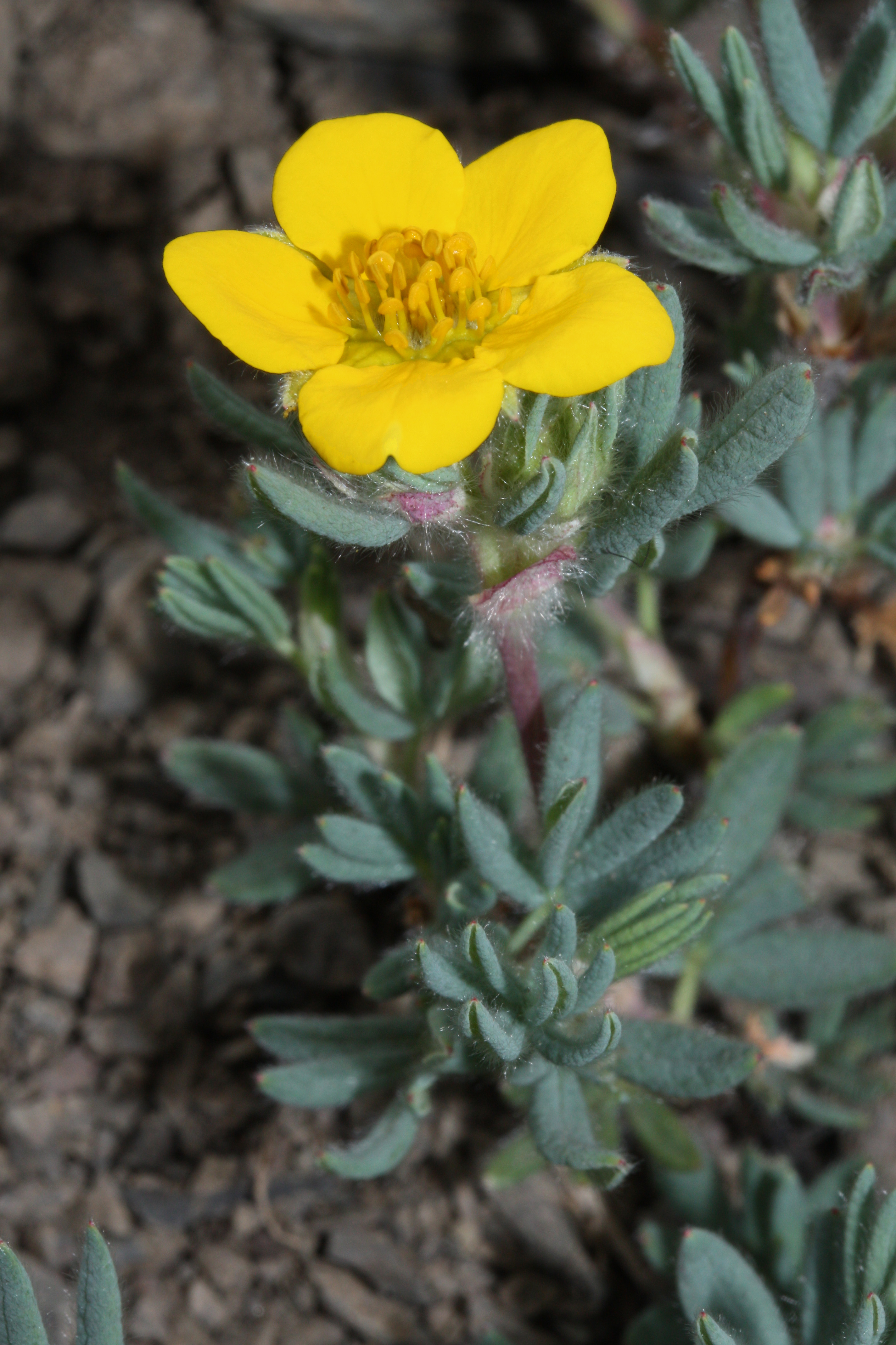 Лапчатка кустарниковая (Potentilla fruticosa Mount Everest)