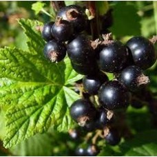Смородина черная (Ribes nigrum Silvergiet. Schwarze)