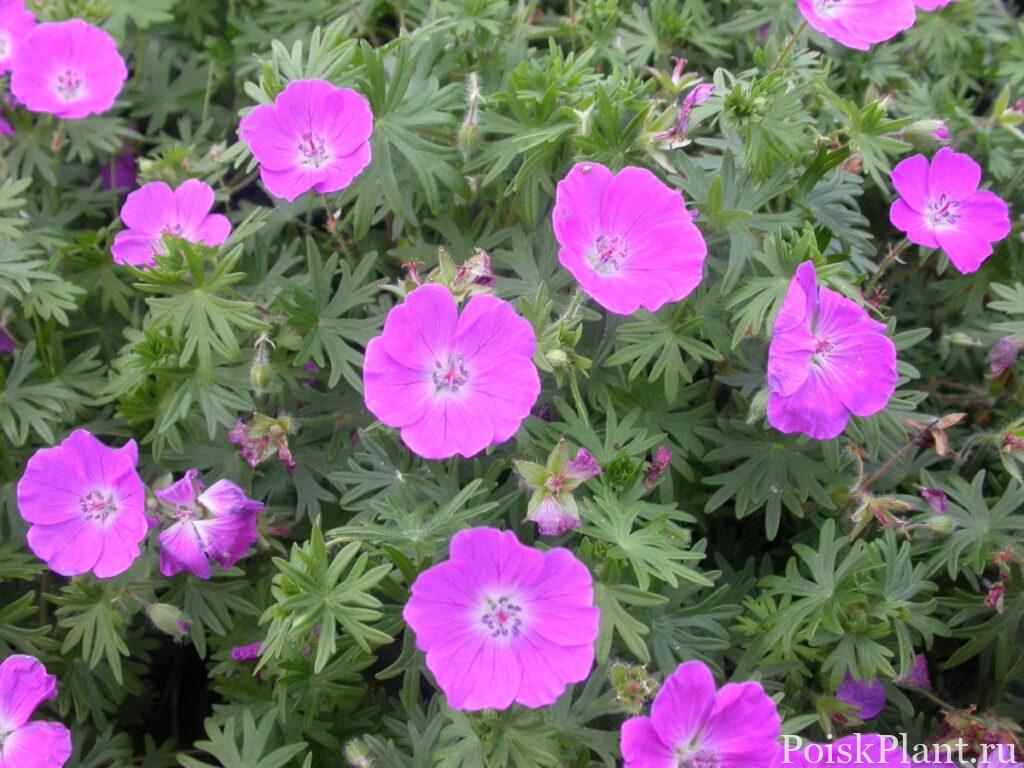 Герань кроваво-красная New Hampshire Purple