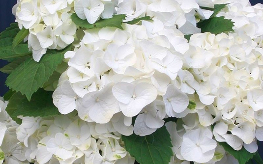 Гортензия Forever&Ever White/Pink