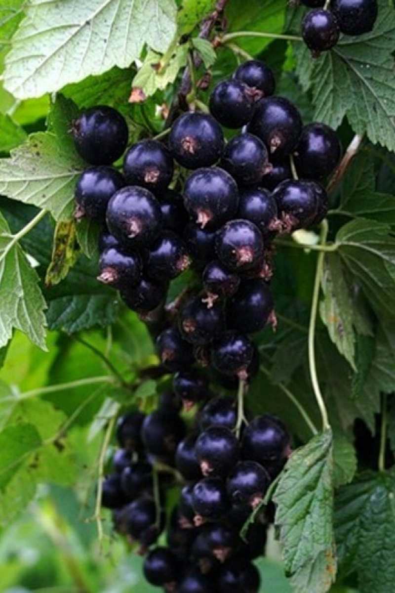 smorodina-ribes-chernaya