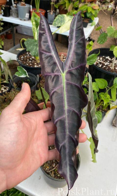 Алоказия лонгилоба Purple