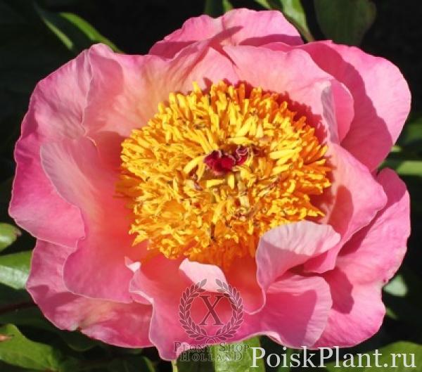Пион травянистый Heavenly Pink
