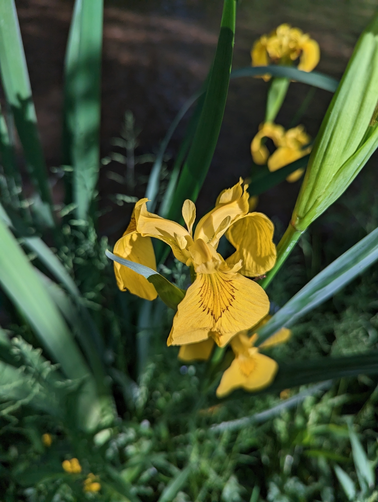 international backfill (iNaturalist): Iris pseudacorus