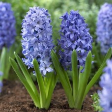 Гиацинт Delft Blue 3 шт/уп.