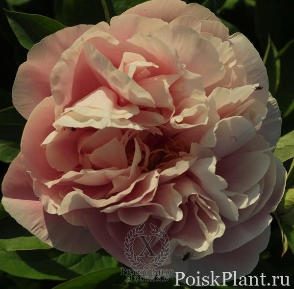 Пион травянистый Majestic Romantic