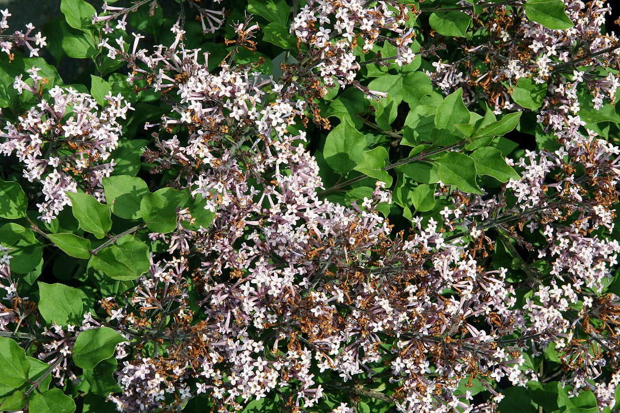Сирень Мейера Flowerfest White