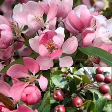 Яблоня гибридная (Malus hybride Hopa)