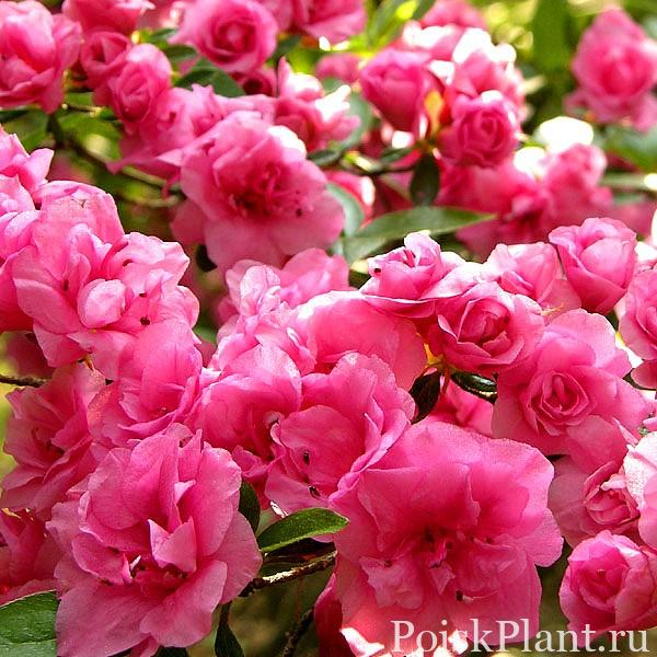 Рододендрон тупой Rosebud